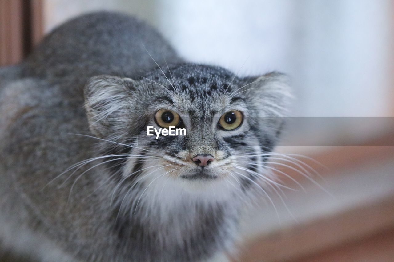 CLOSE-UP PORTRAIT OF TABBY CAT