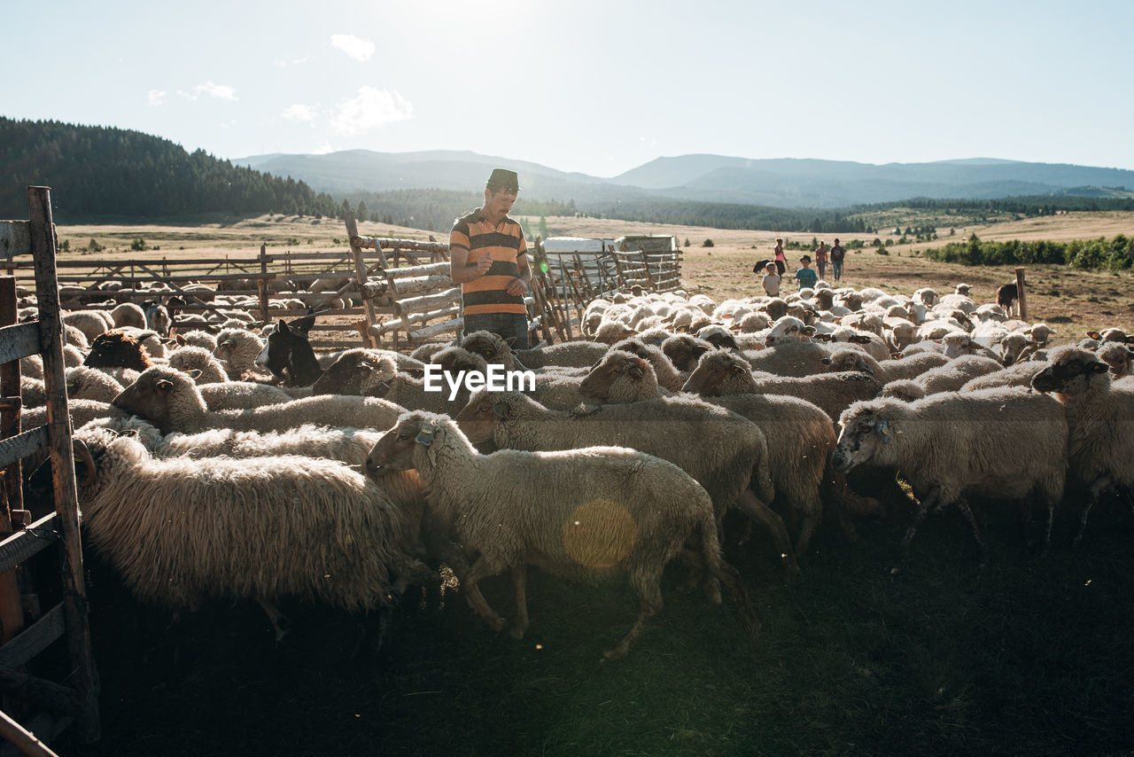 VIEW OF SHEEP ON FIELD