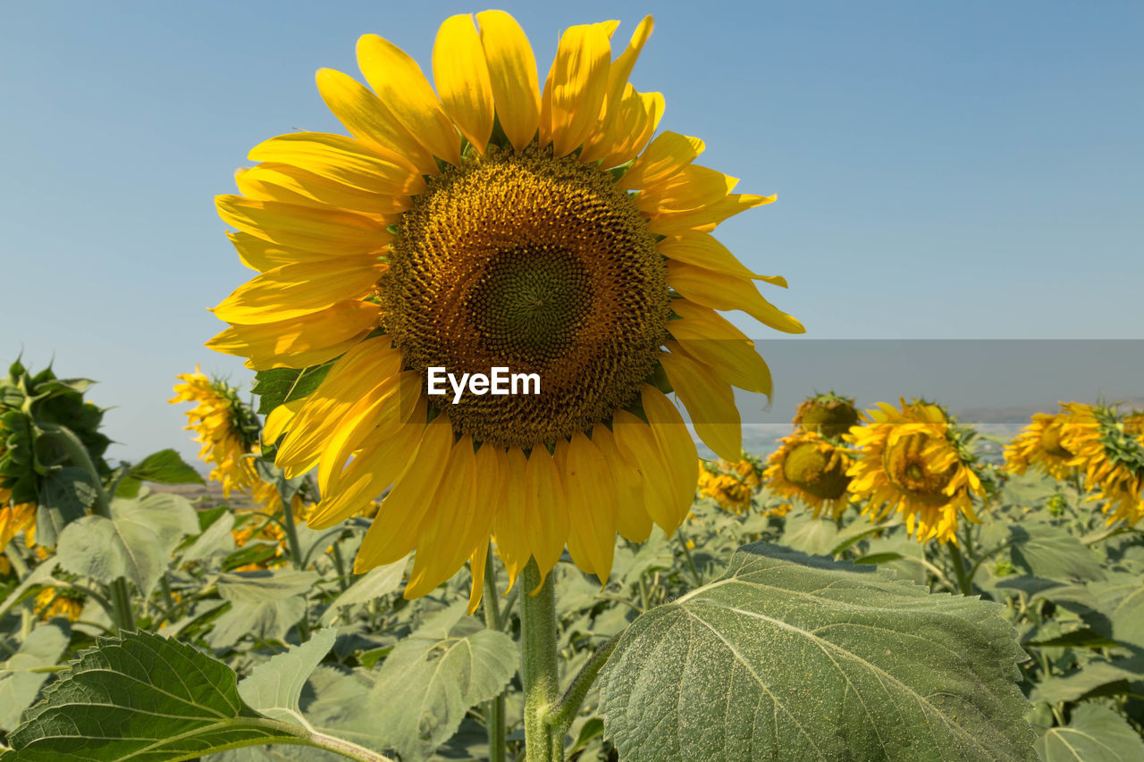 Close-up of sunflower blooming against sky