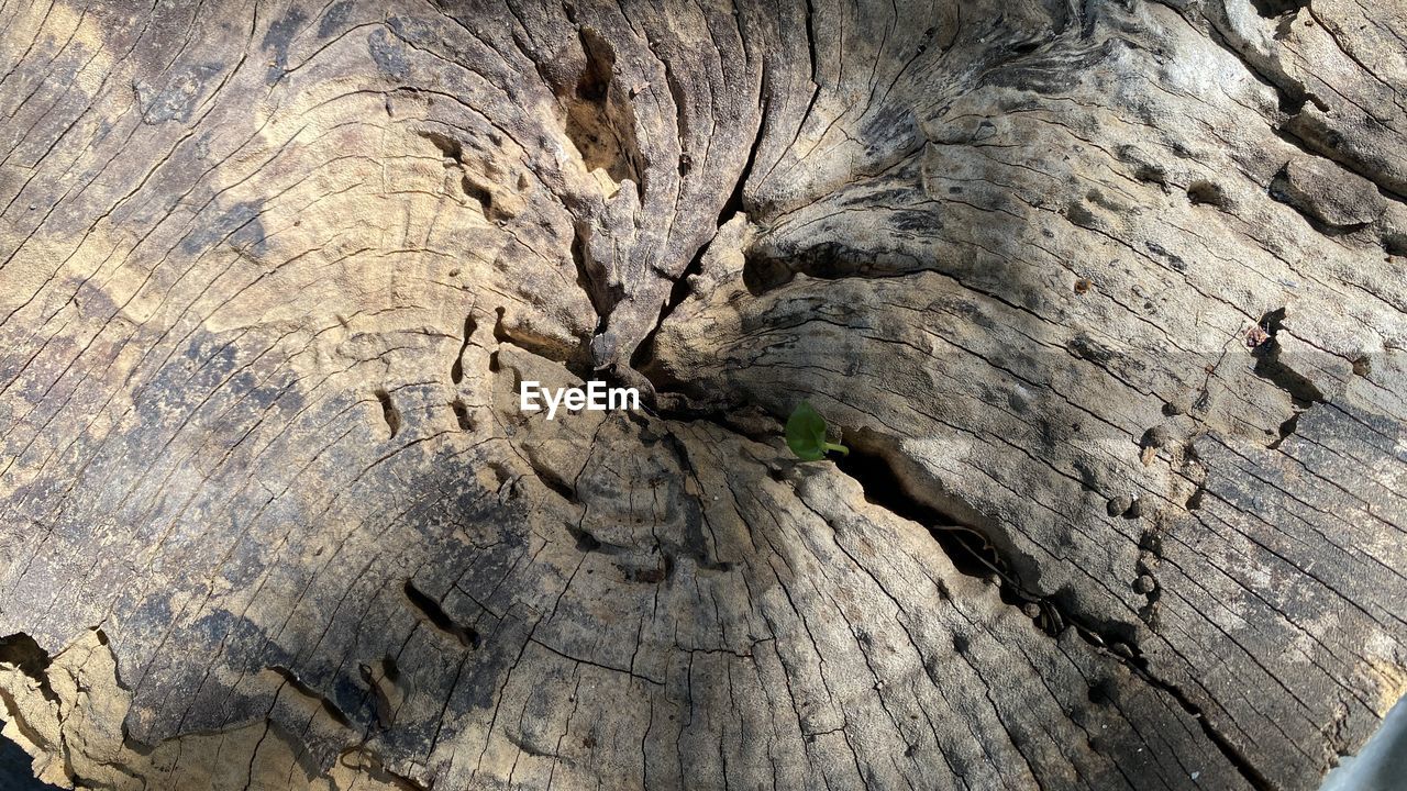 tree, textured, rock, wood, nature, no people, day, trunk, rough, geology, full frame, close-up, tree trunk, outdoors, backgrounds, soil, bark, pattern, sunlight, plant, cracked, terrain, tree stump, land