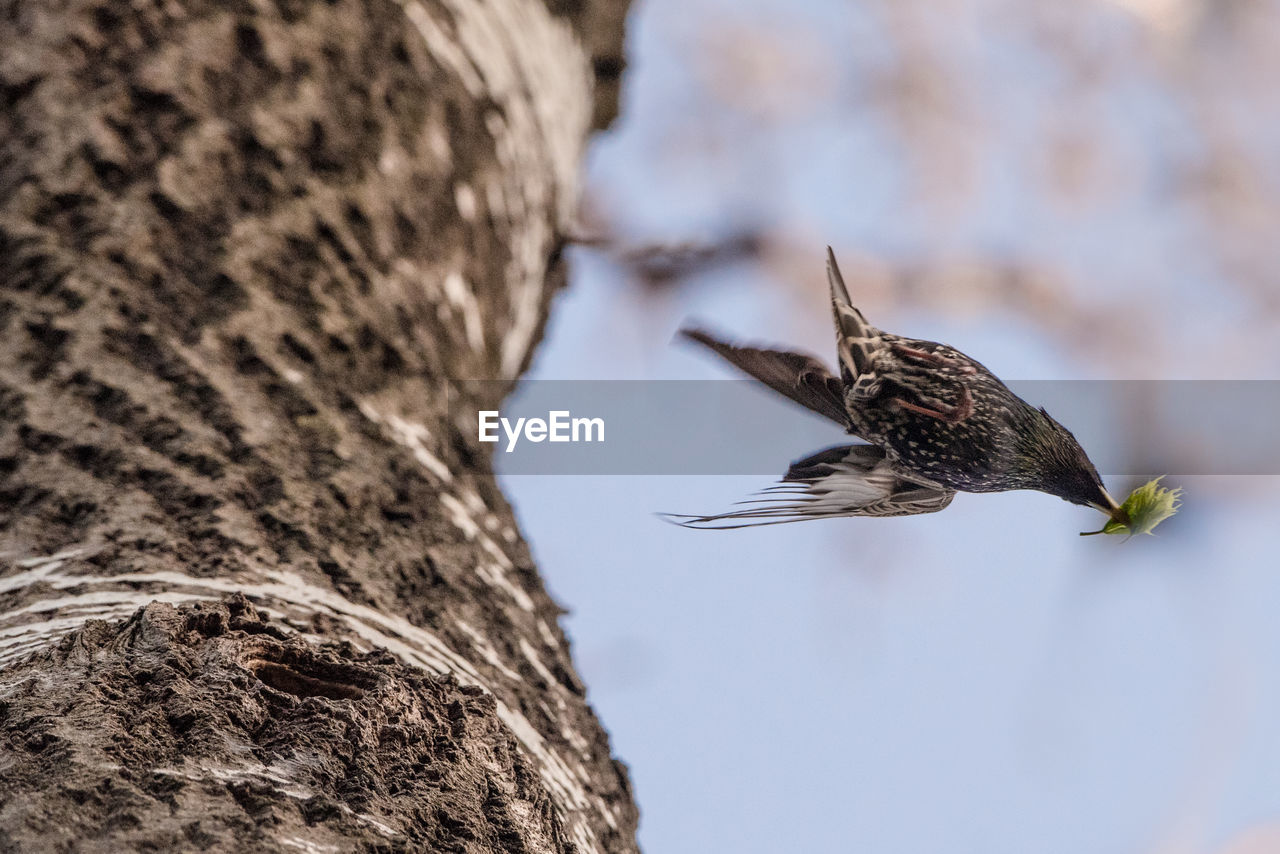 Bird flying by tree trunk