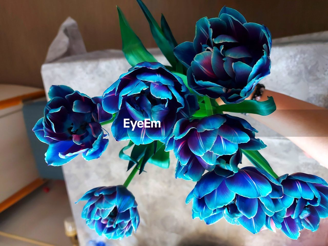CLOSE-UP OF PURPLE ROSES ON BLUE TABLE