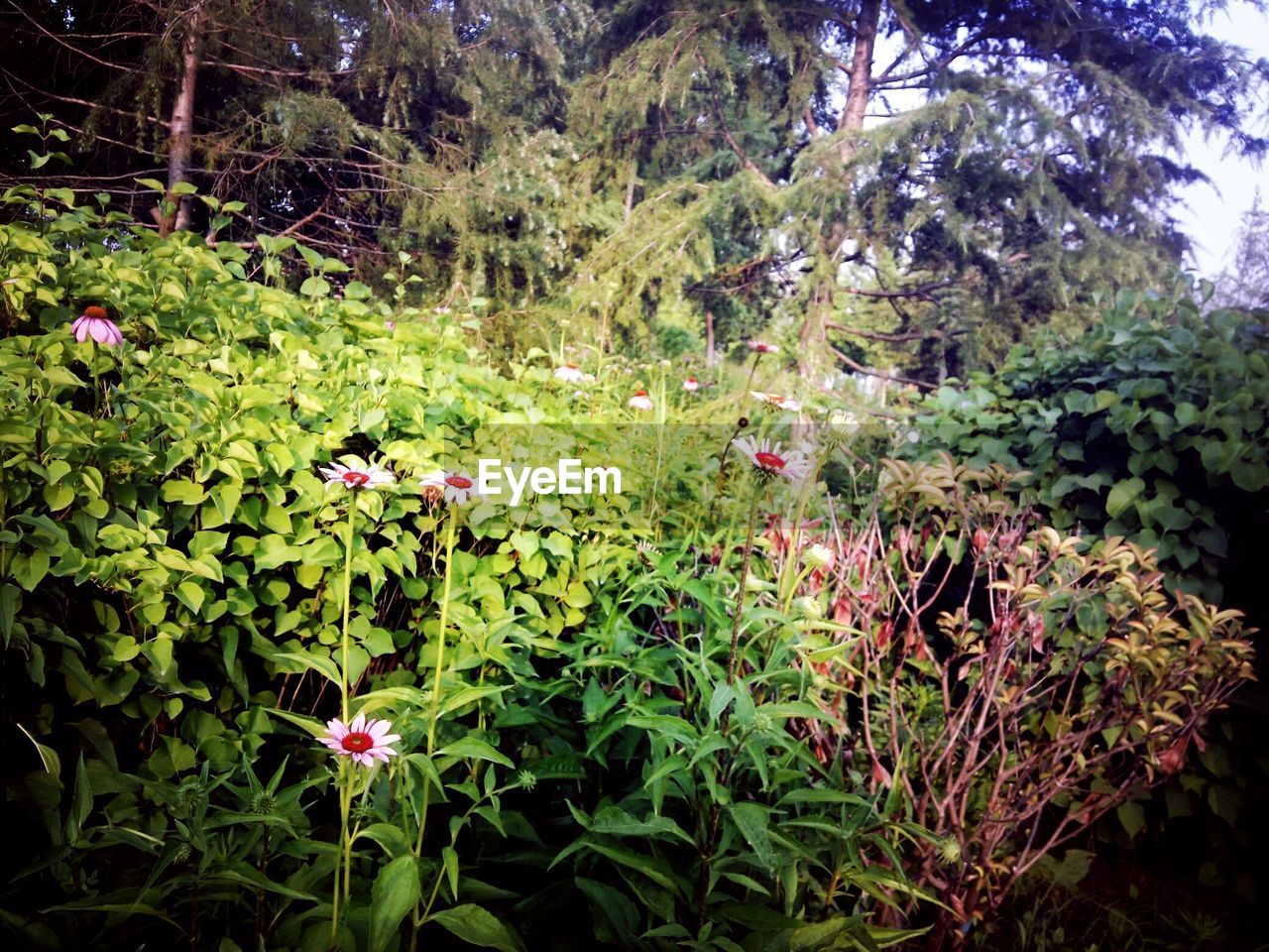 PLANTS AND TREES IN PARK