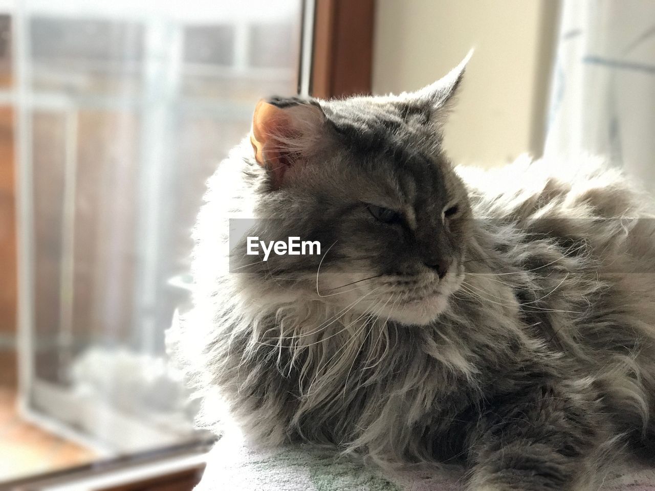 Close-up of cat sitting at home