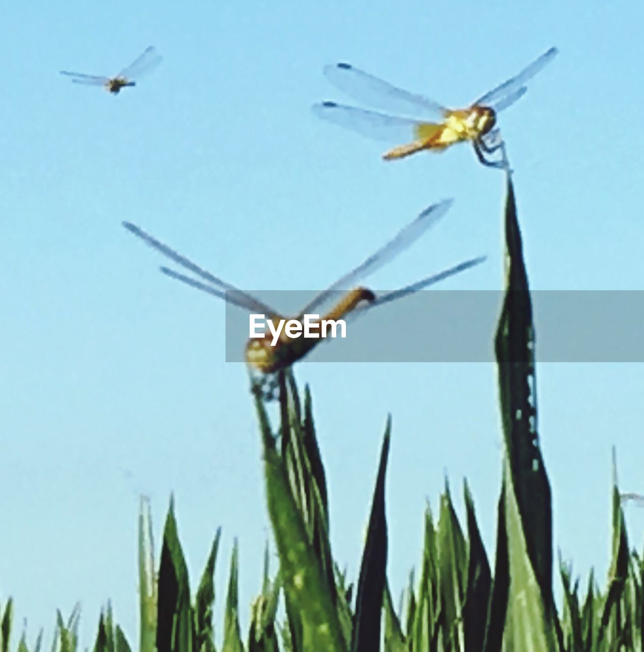 CLOSE-UP OF INSECT AGAINST CLEAR SKY