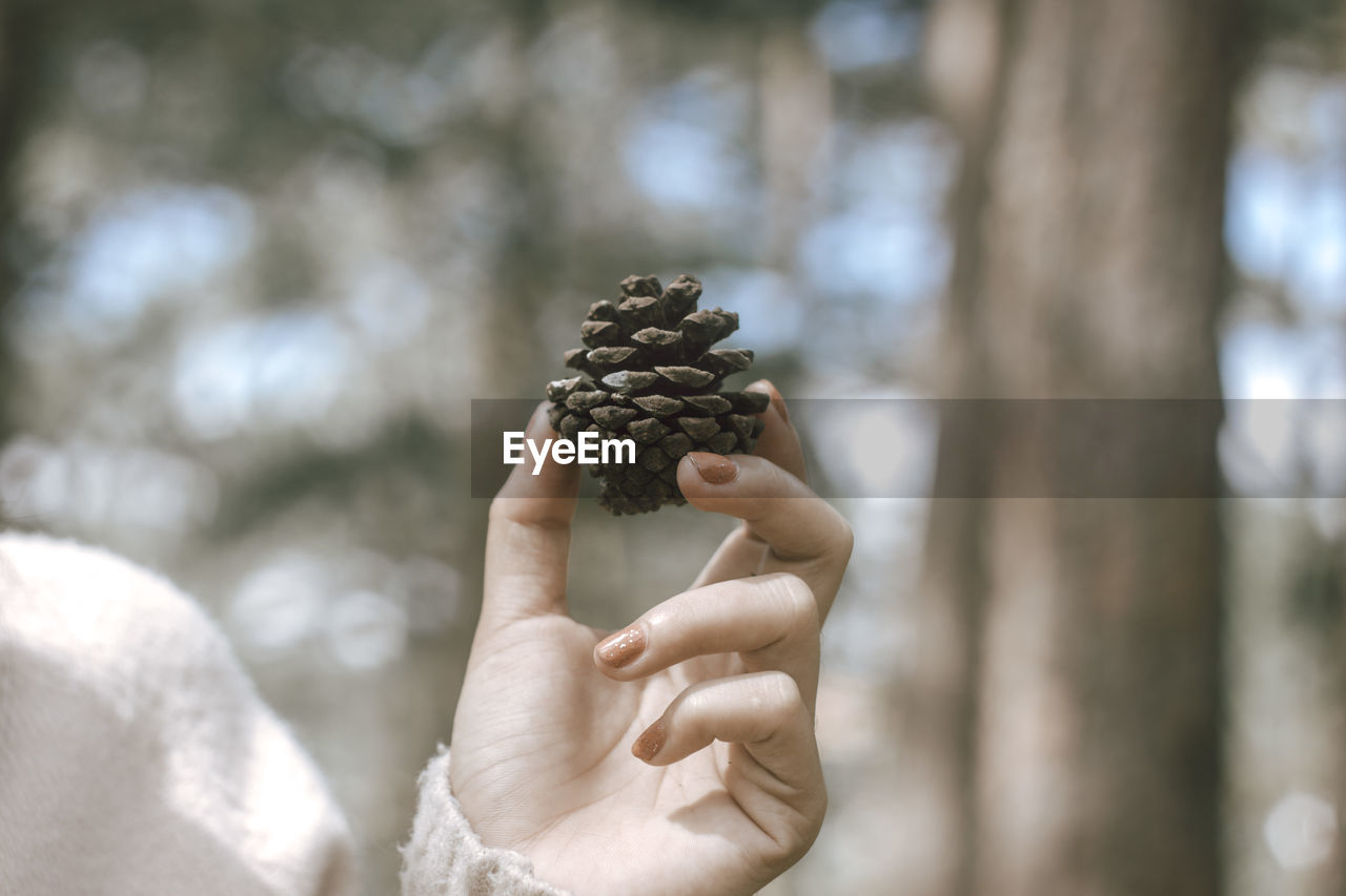 Woman holding pine cone