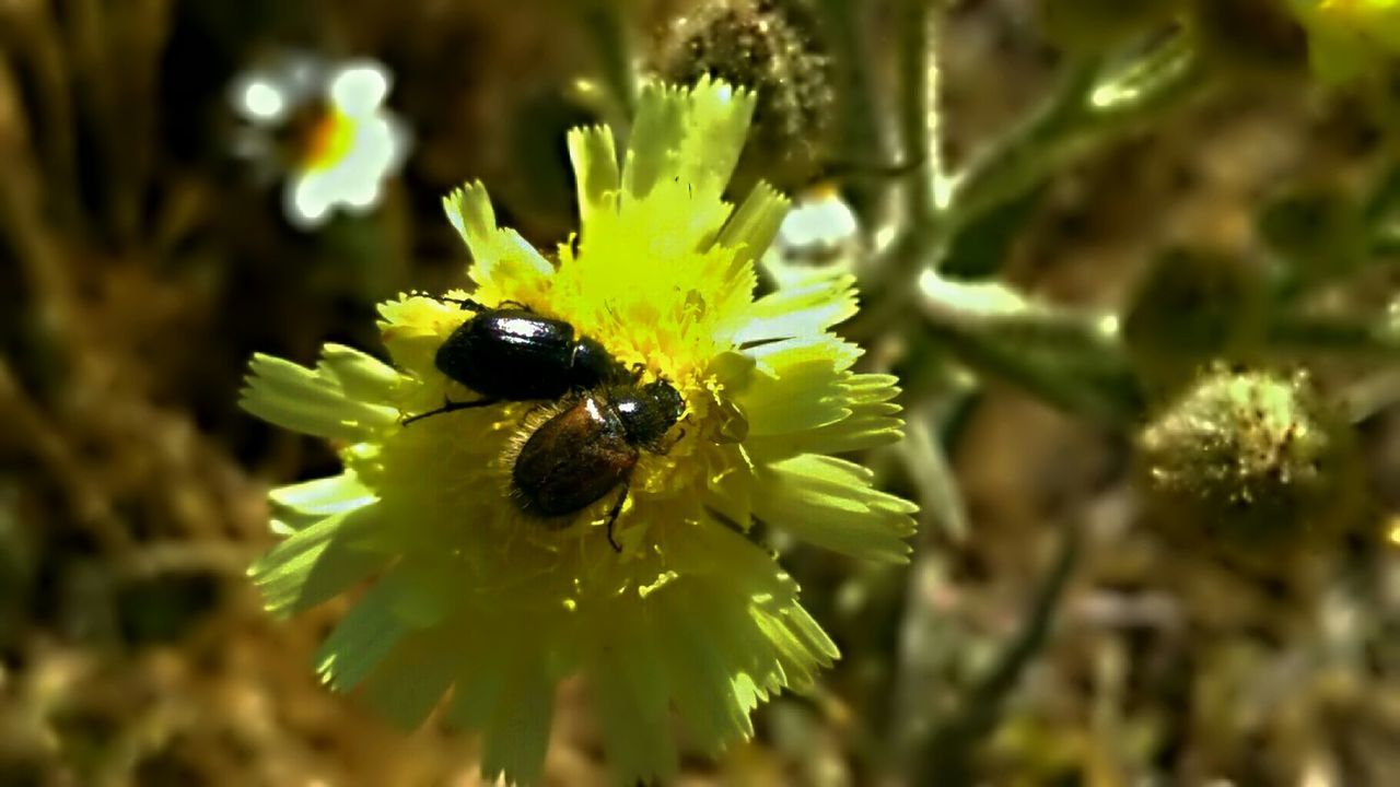 BEE POLLINATING ON YELLOW FLOWER