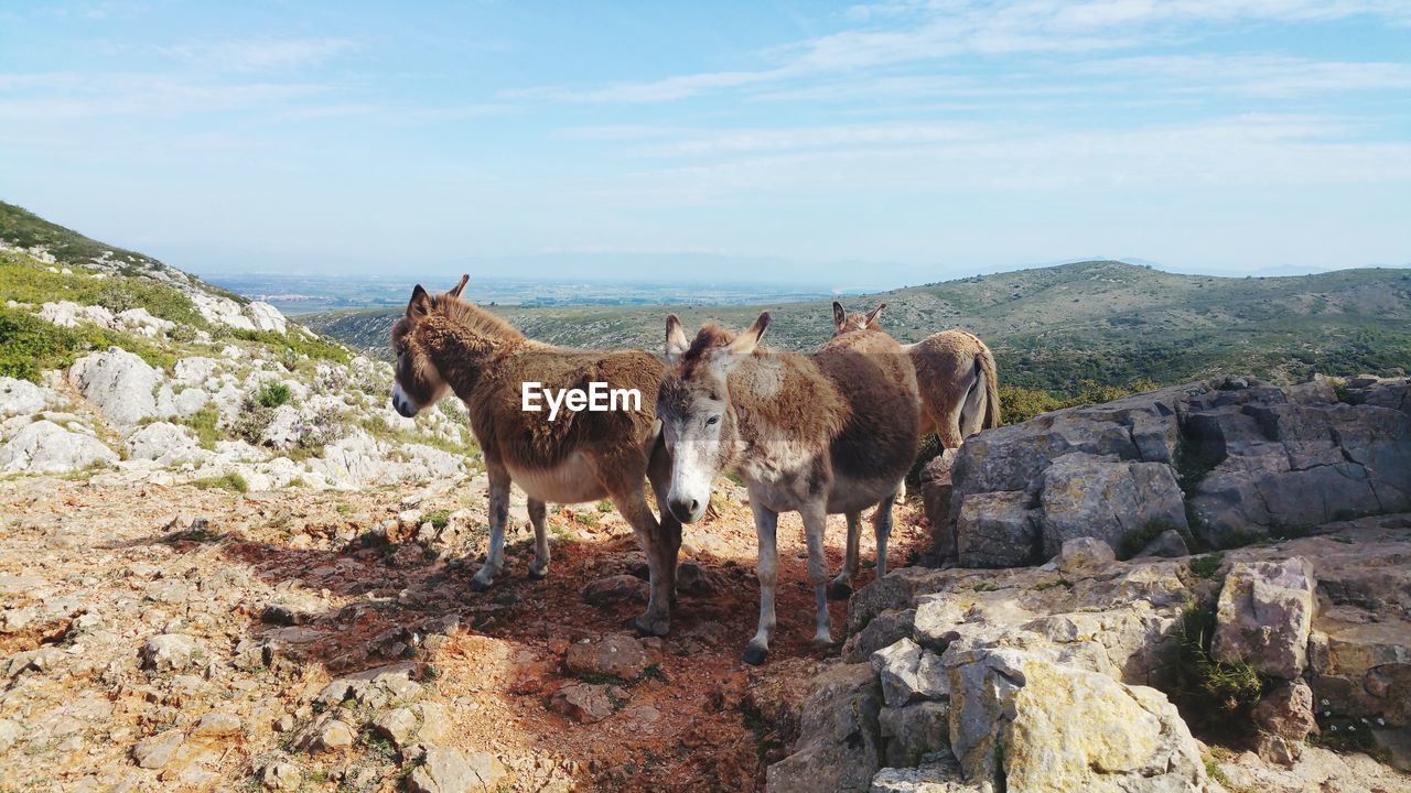 Donkeys standing on mountain against sky