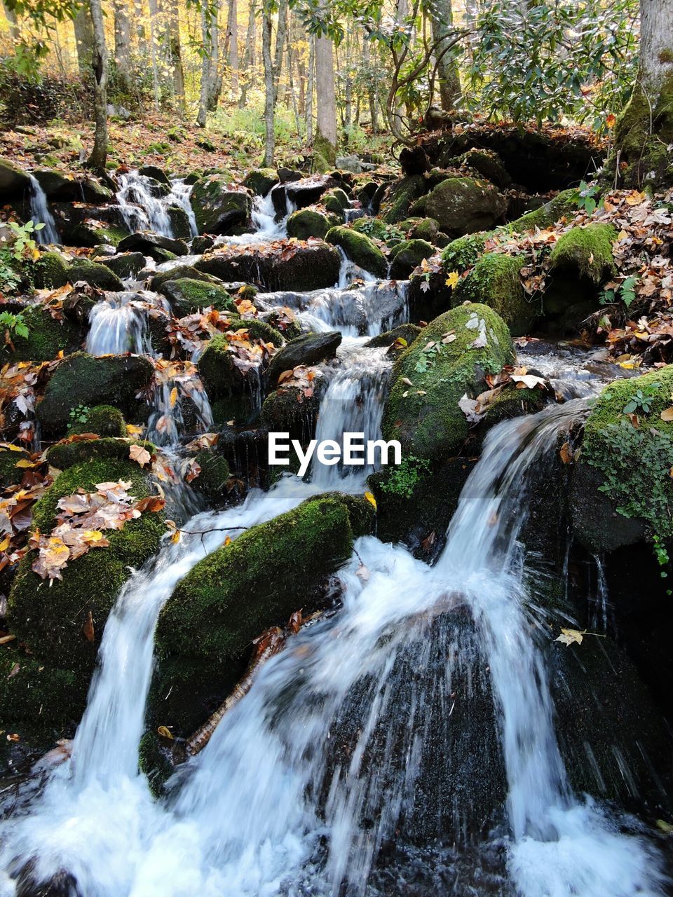 Beautiful river stream through moss covered rocks in rainforest