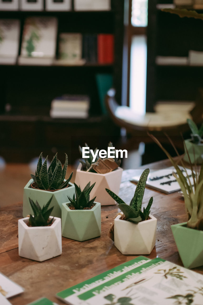 POTTED PLANT ON TABLE AT HOME