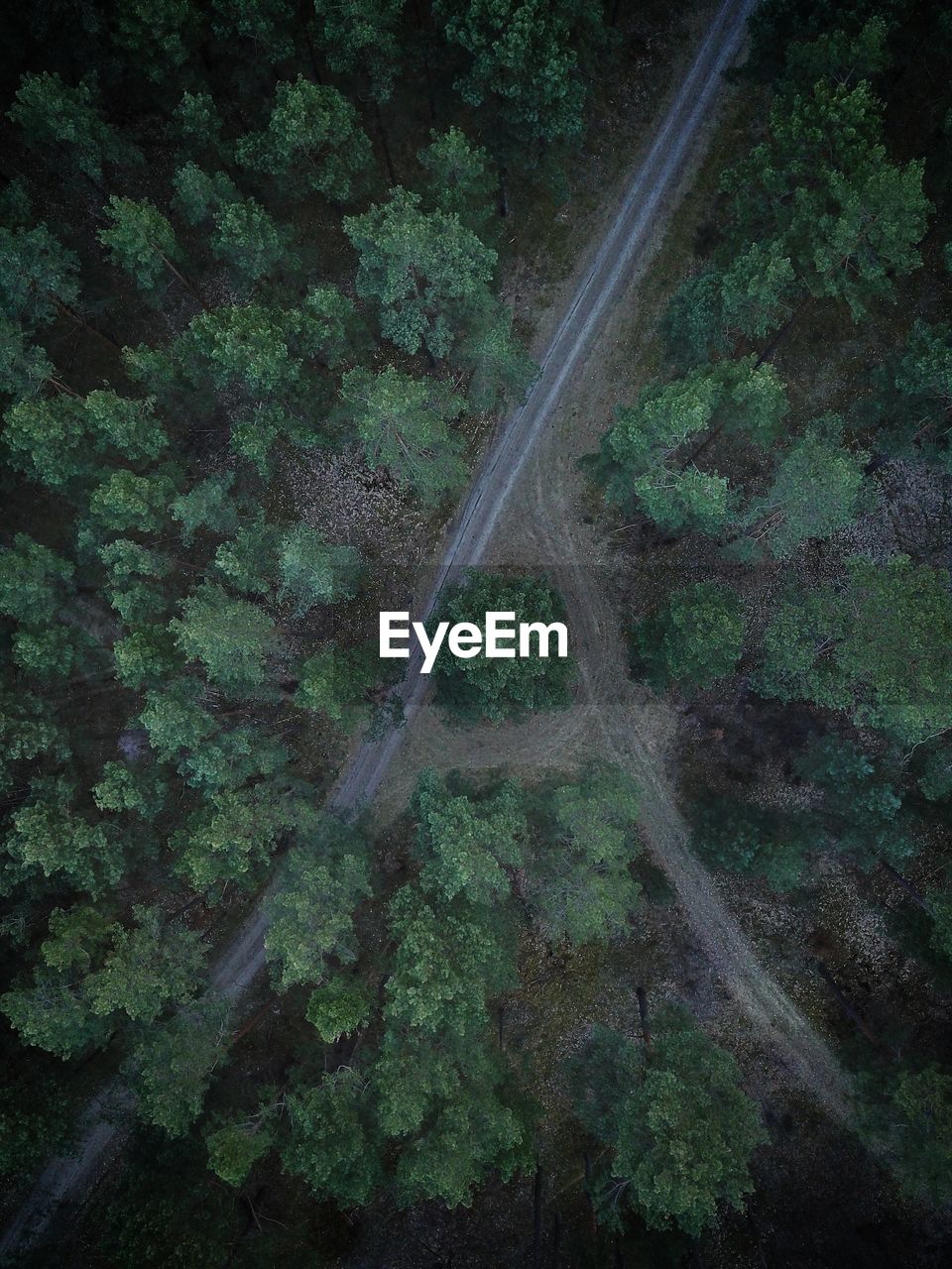 High angle view of road amidst trees in forest