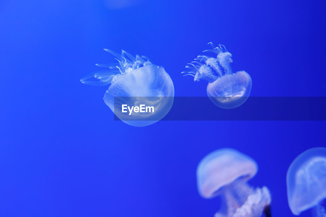 close-up of jellyfish in water