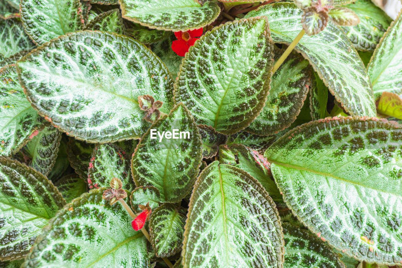 Top view of flowers and green leaves are tropical plants. details of green leaves of flowers.