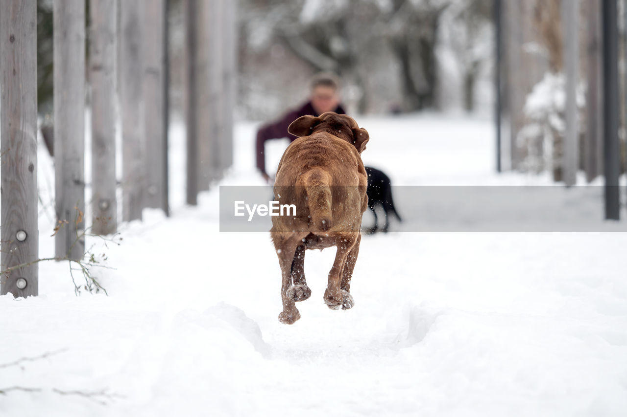 REAR VIEW OF DOG WALKING ON SNOW