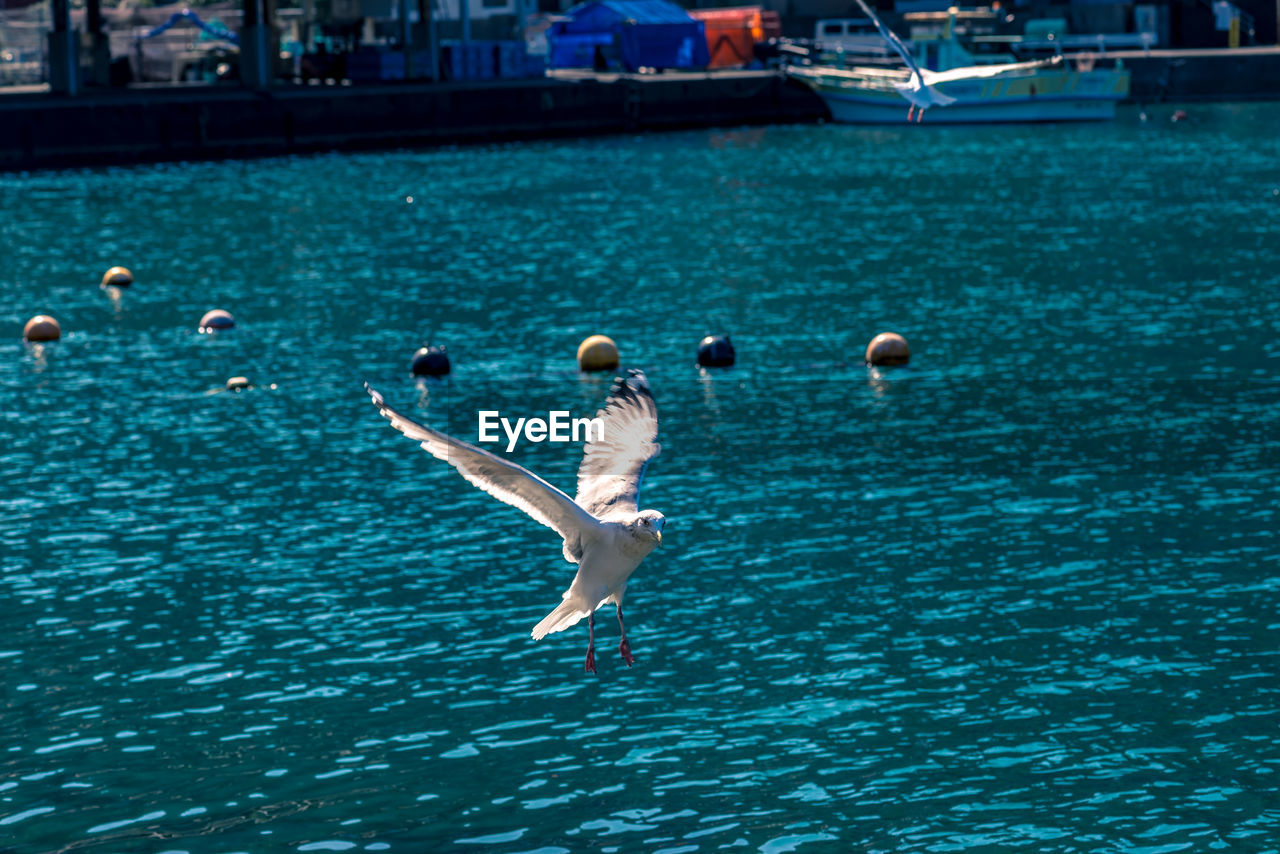 FLOCK OF SEAGULLS IN SEA