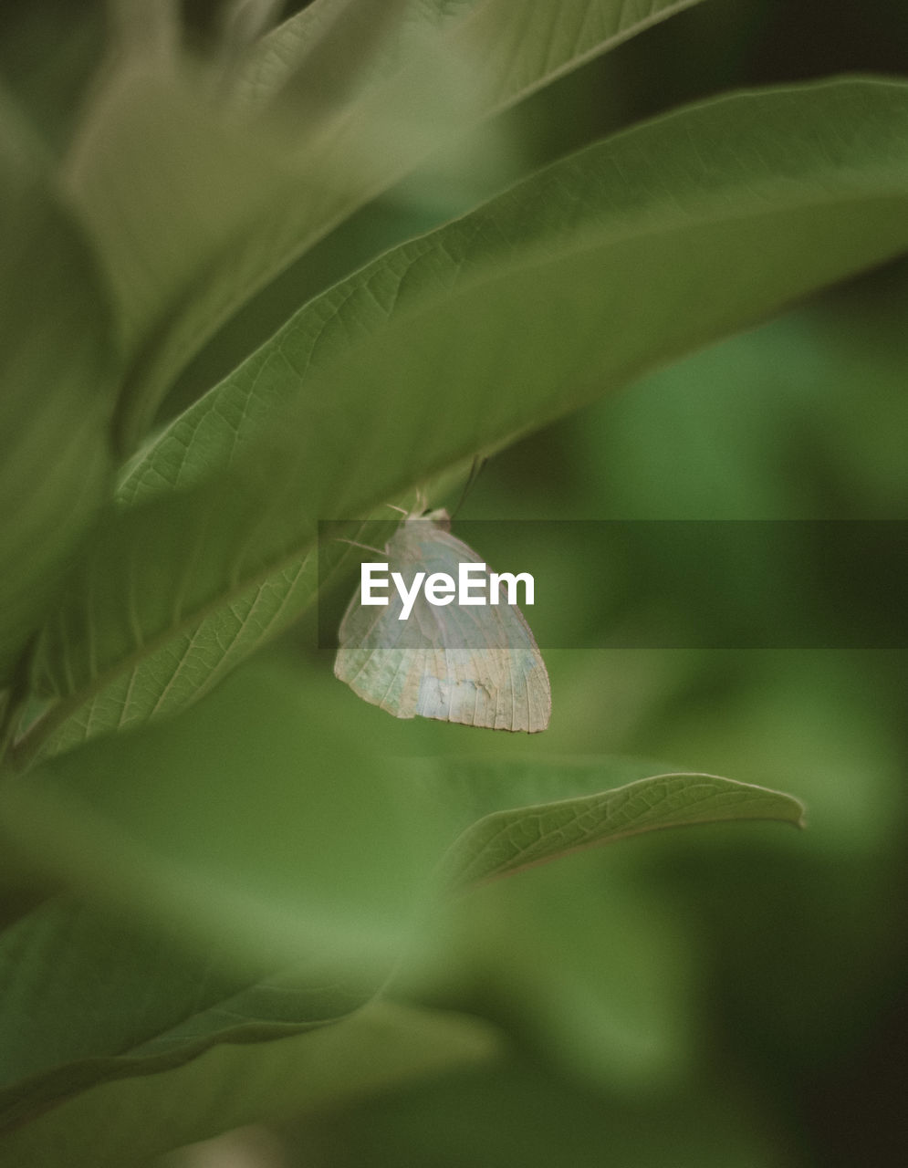 Close-up of green insect on plant