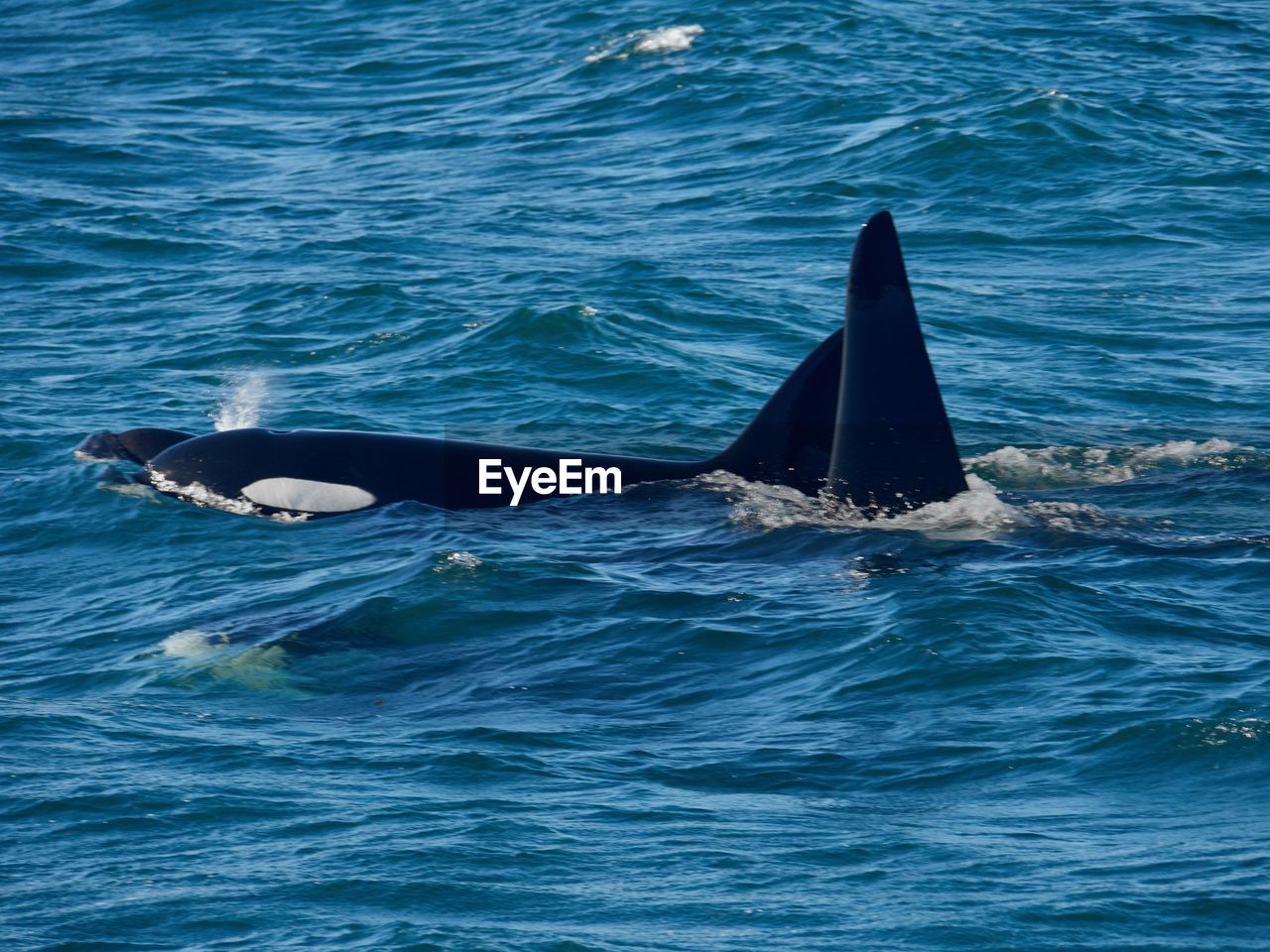 View of orcas swimming in sea