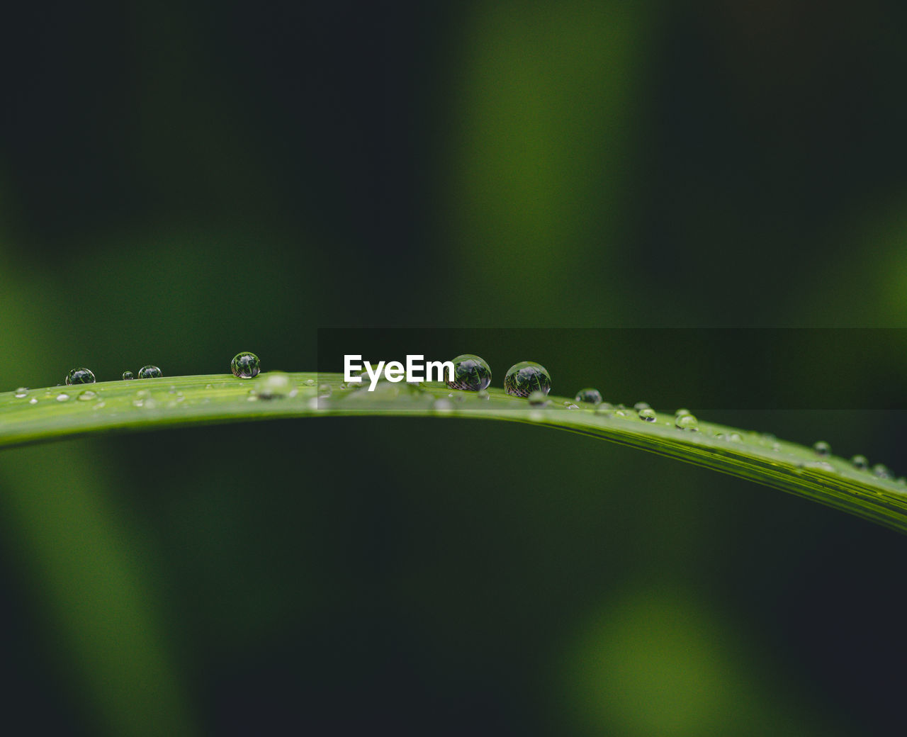Close up of water droplets on a blade of grass with blurred background