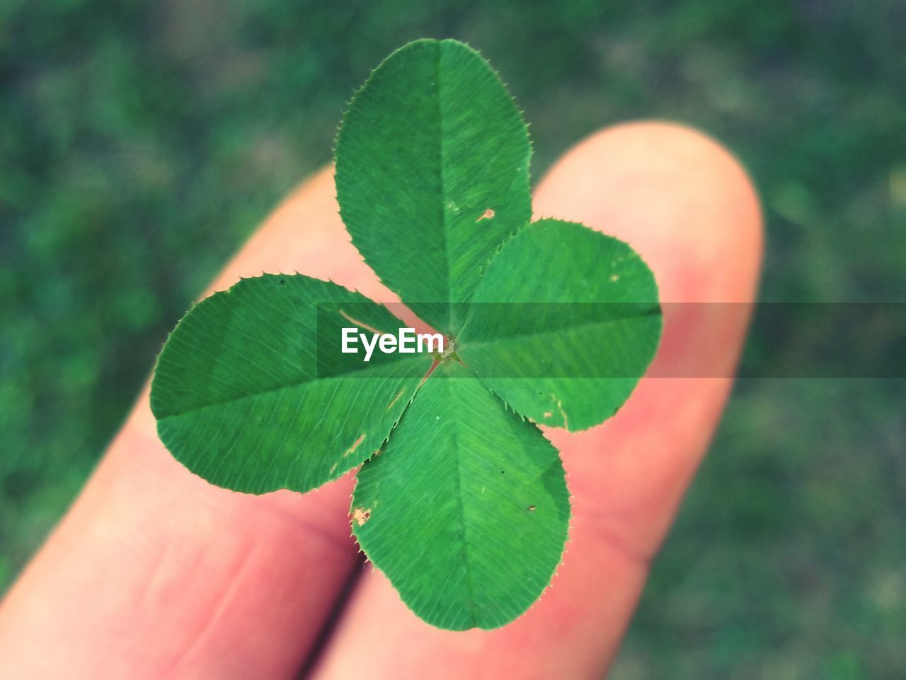 Close-up of finger holding four leaf clover outdoors