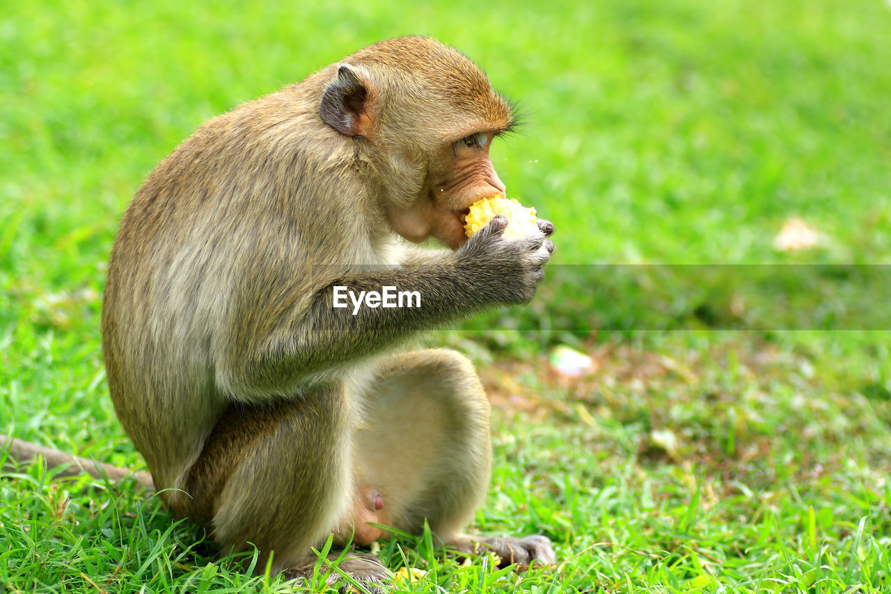 CLOSE-UP OF MONKEY SITTING IN GRASS