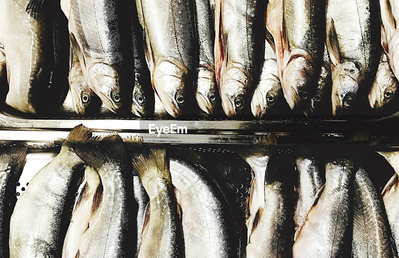 CLOSE-UP OF FISH FOR SALE IN MARKET