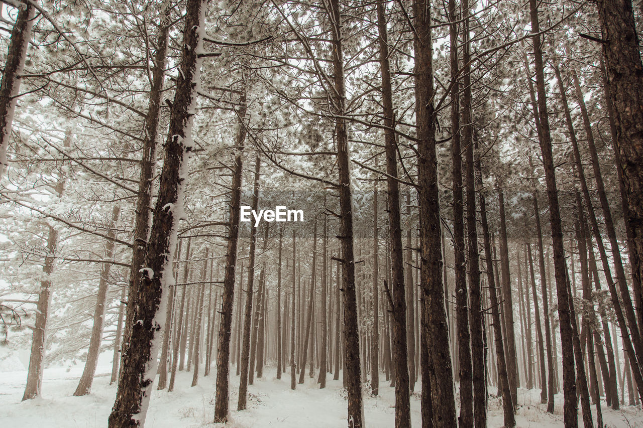 Trees in forest during winter