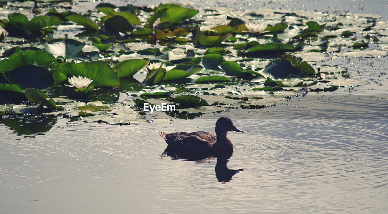 VIEW OF A DUCK SWIMMING IN LAKE