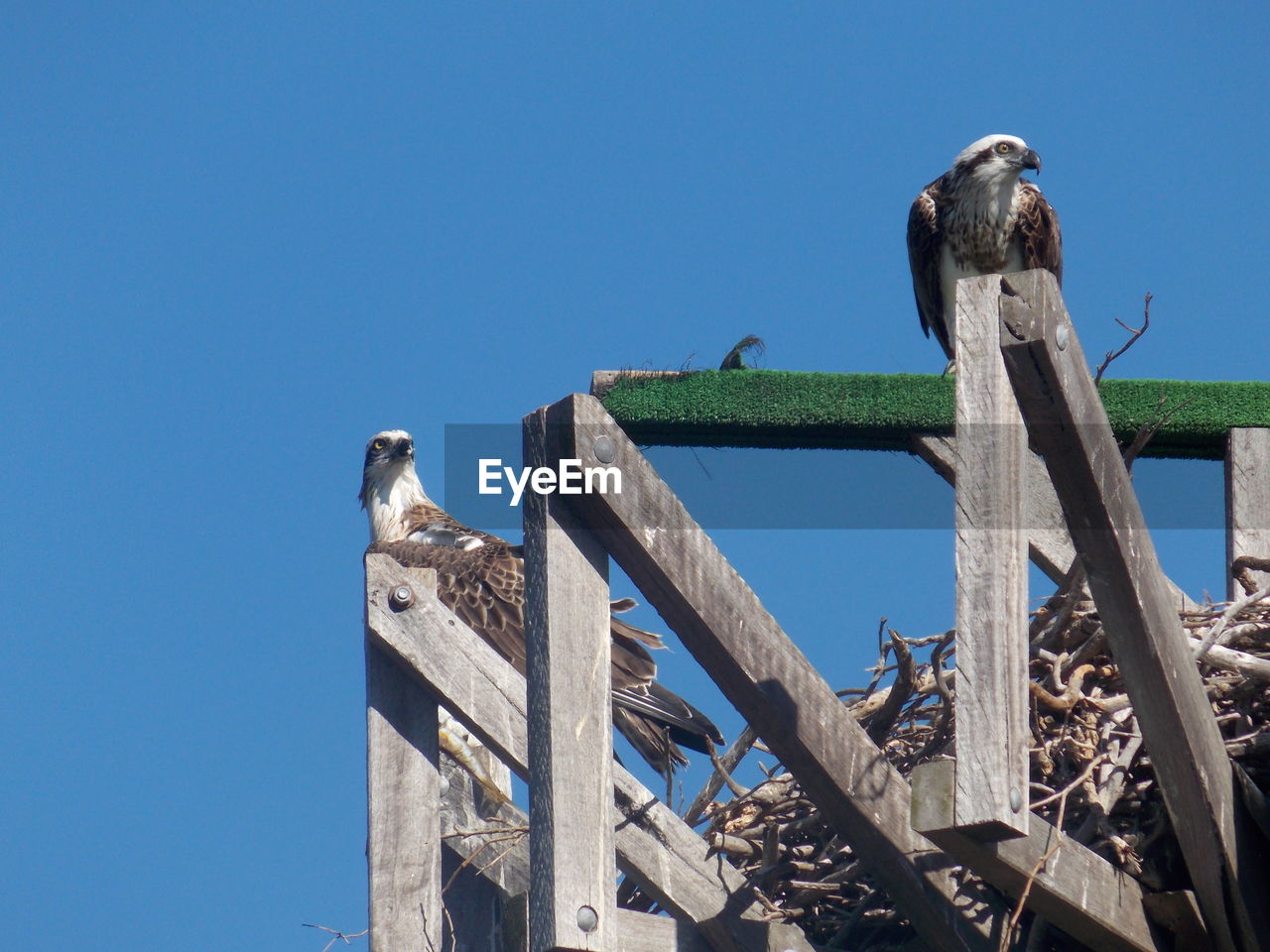 Low angle view of bird perching on wooden post against clear blue sky