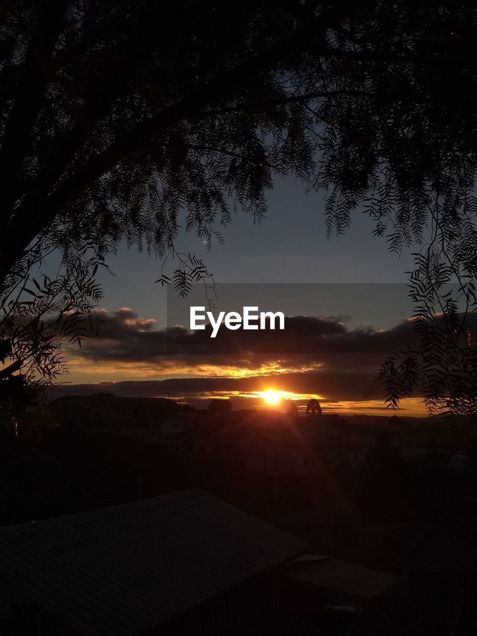 SCENIC VIEW OF SILHOUETTE TREES AGAINST ORANGE SKY