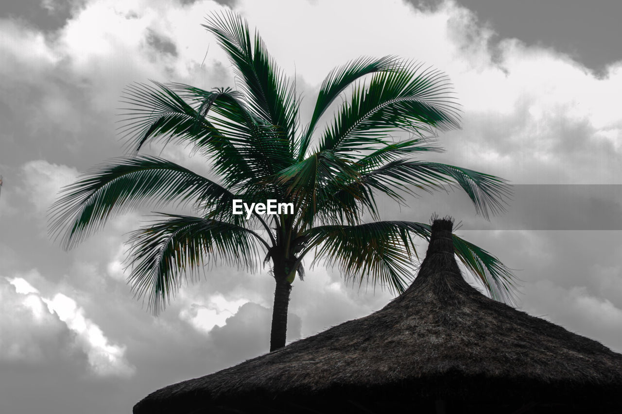 Low angle view of palm trees against sky