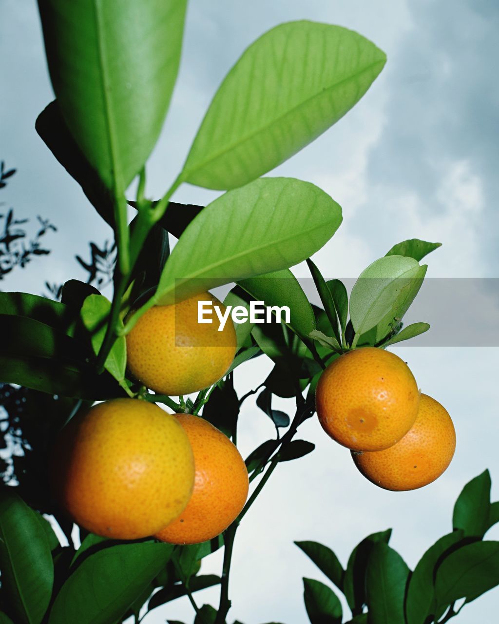 Close-up of fruits on tree