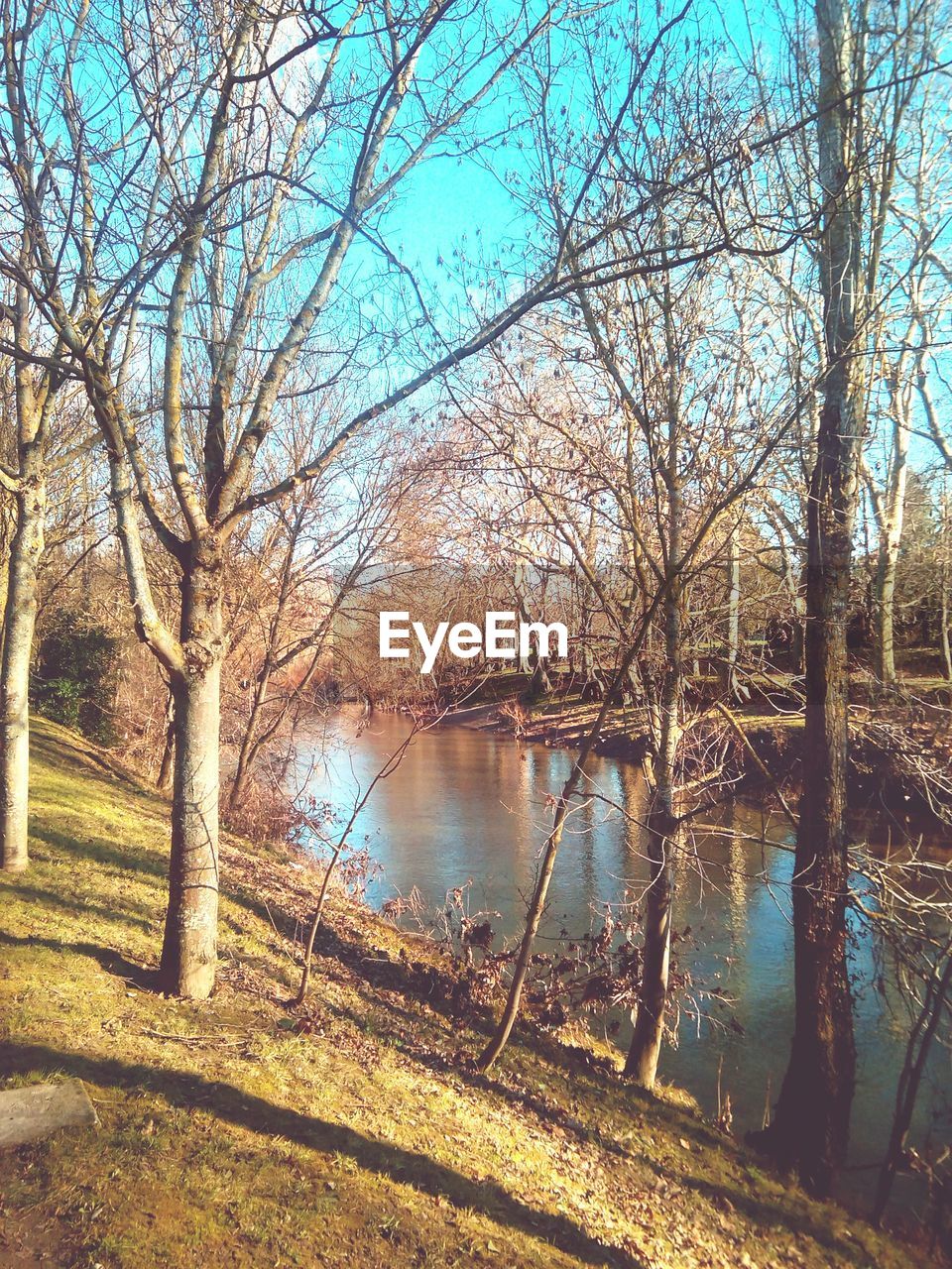 Bare trees by river