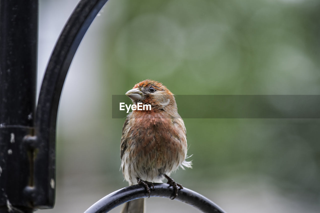 CLOSE-UP OF A BIRD PERCHING ON A BLURRED BACKGROUND
