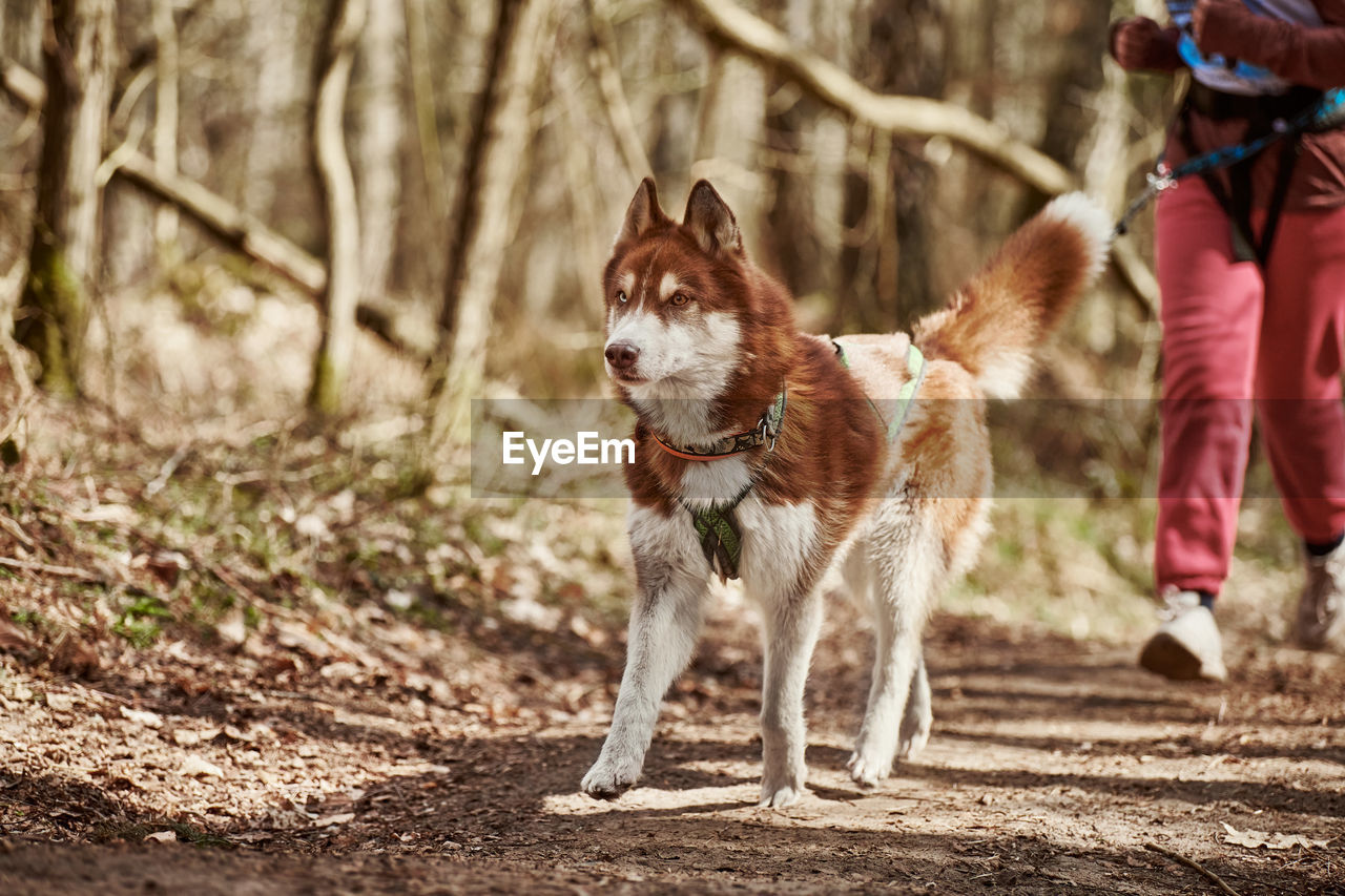 portrait of dog standing on field