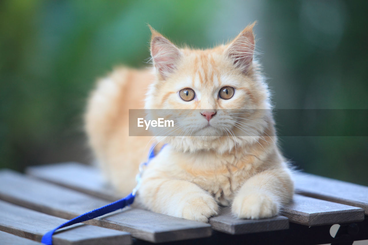 PORTRAIT OF CAT RELAXING OUTDOORS