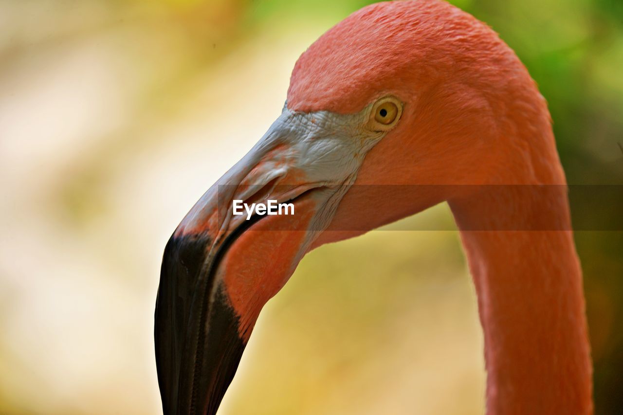 CLOSE-UP OF BIRD