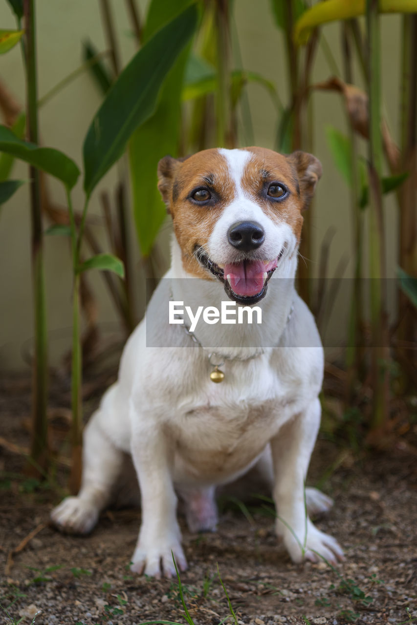 PORTRAIT OF DOG LOOKING AWAY ON LAND