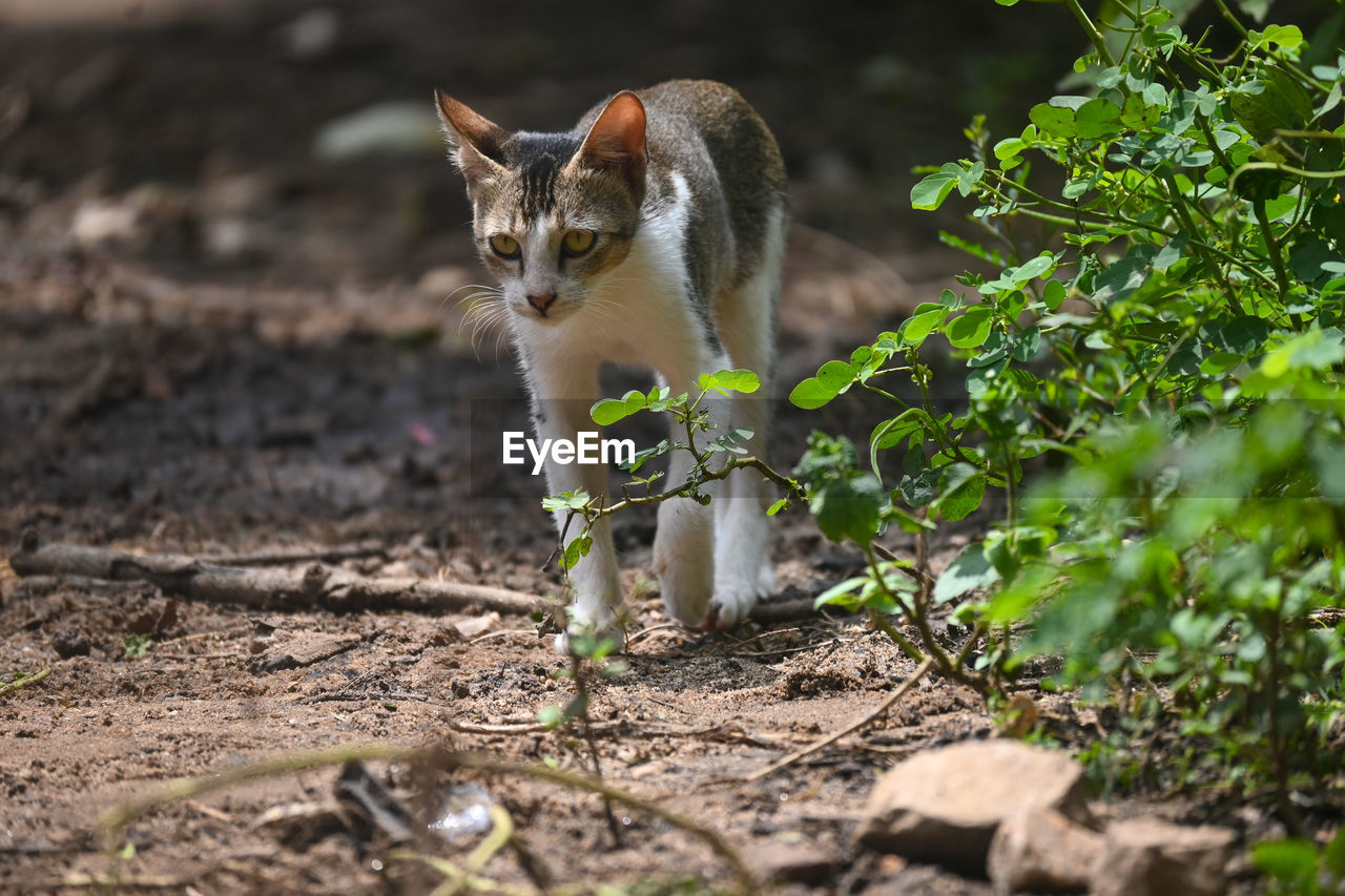 Portrait of cat on field