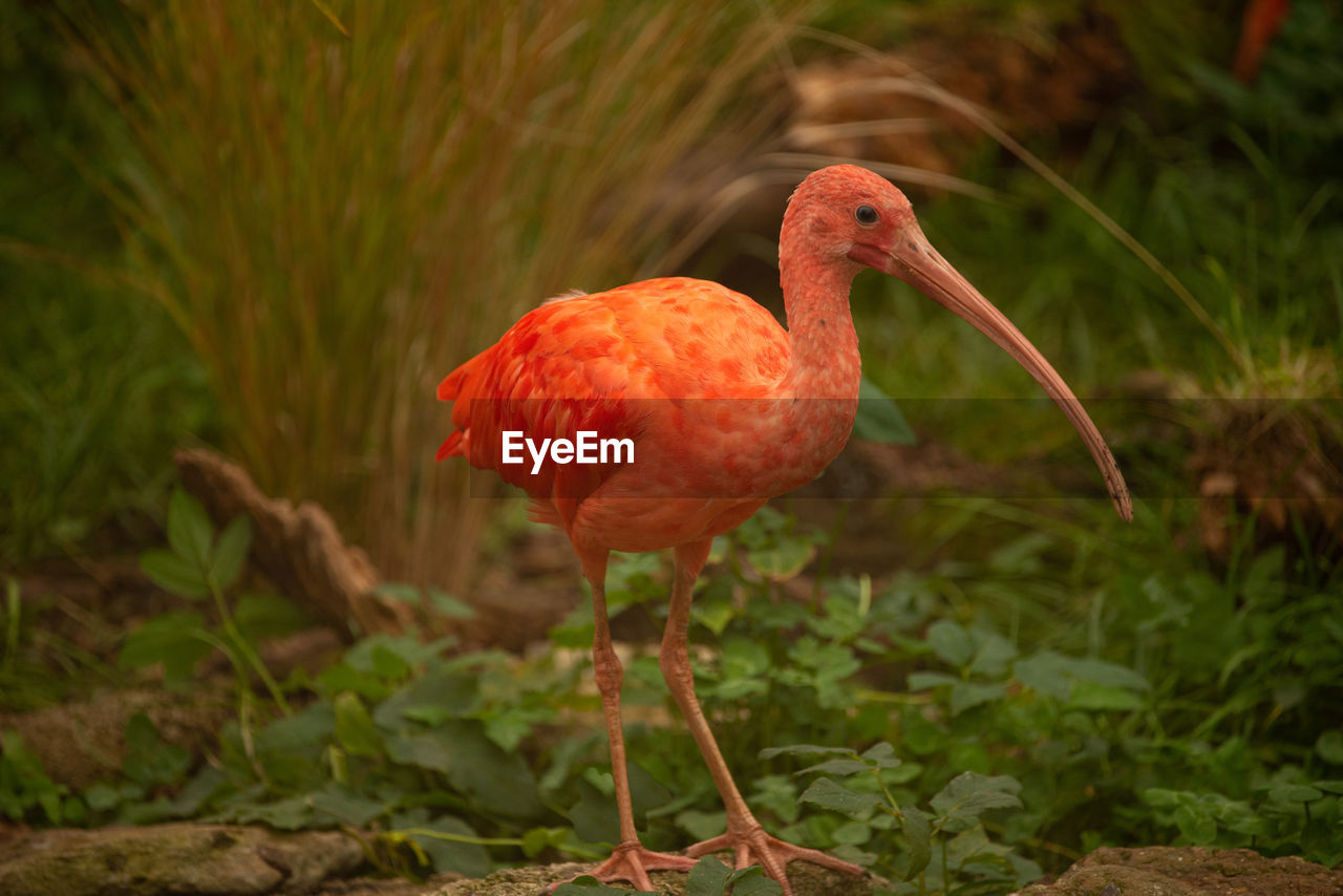 Scarlet ibis