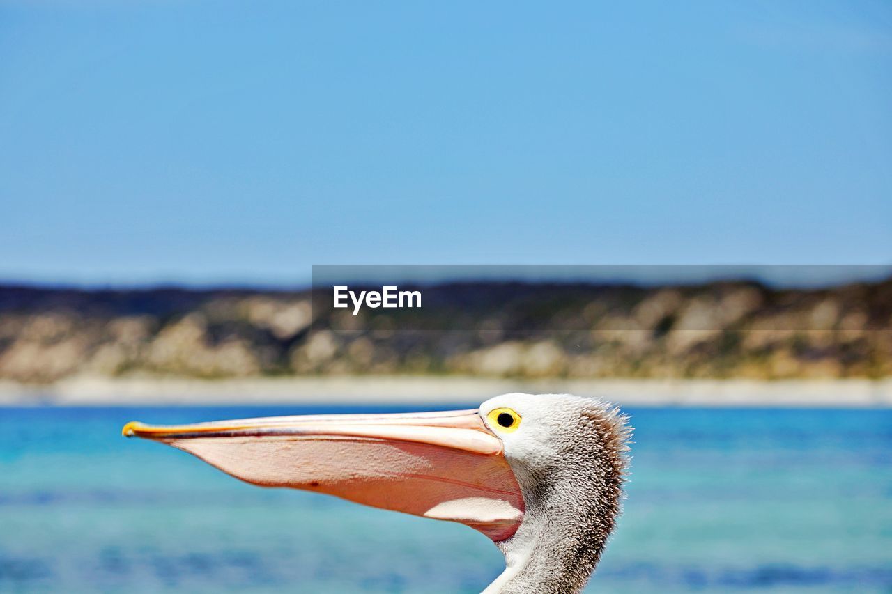 Pelican head looking to the left