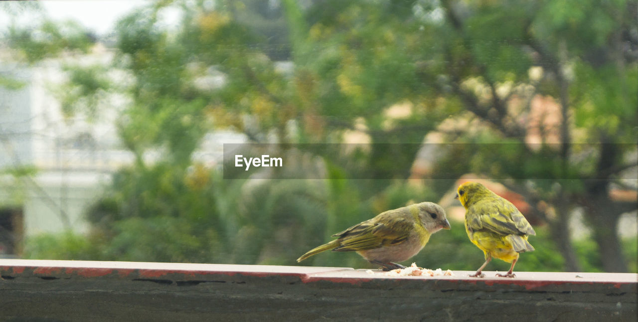 Birds perching on railing on autumn day