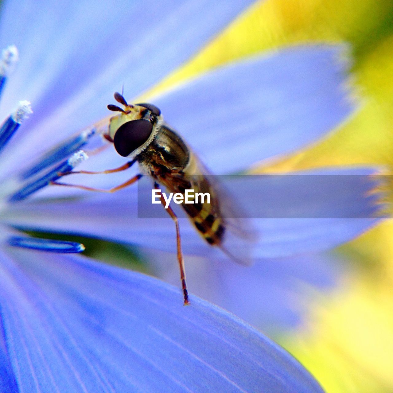 Close-up of hoverfly on purple flower