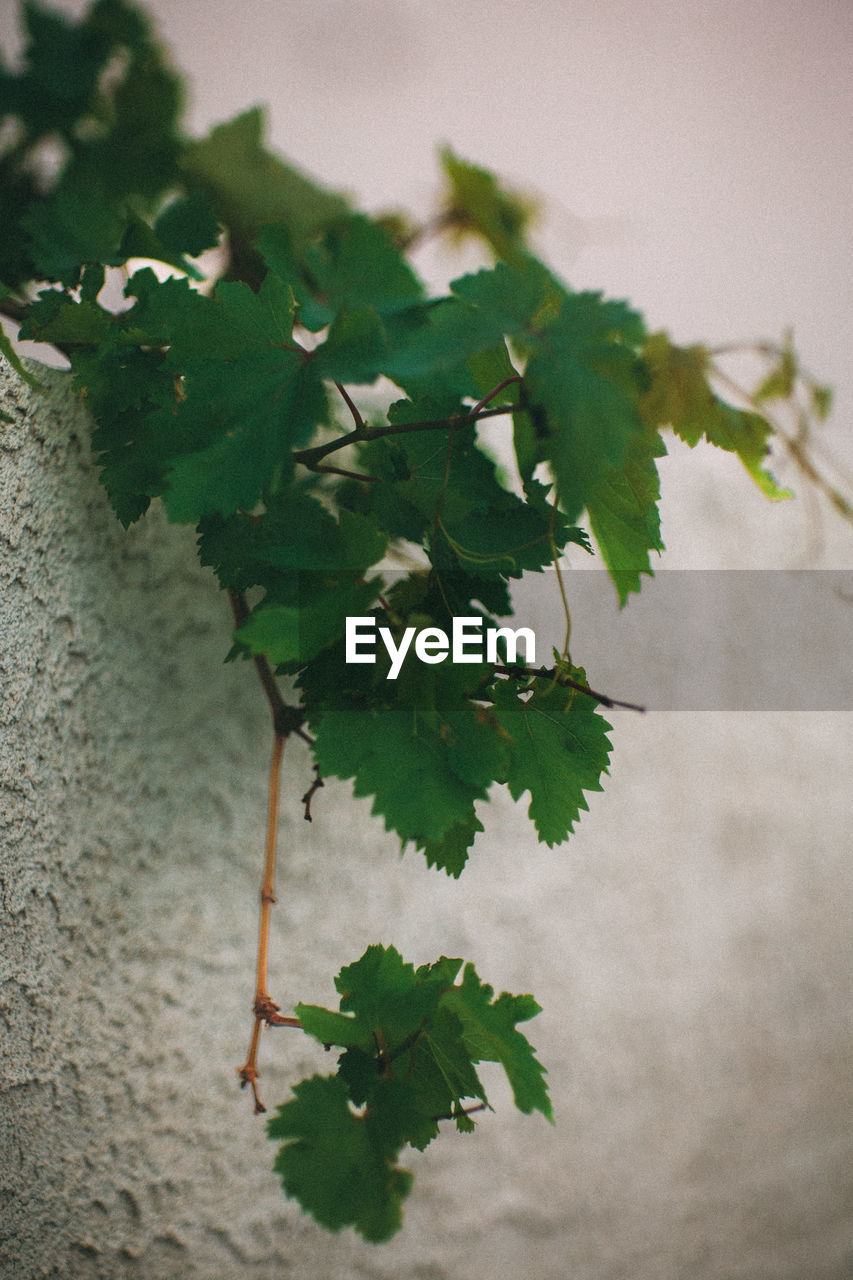 green, leaf, tree, plant part, plant, nature, grape leaves, branch, no people, growth, maple leaf, close-up, outdoors, food and drink, wall - building feature, beauty in nature, flower, day, maple, freshness, food