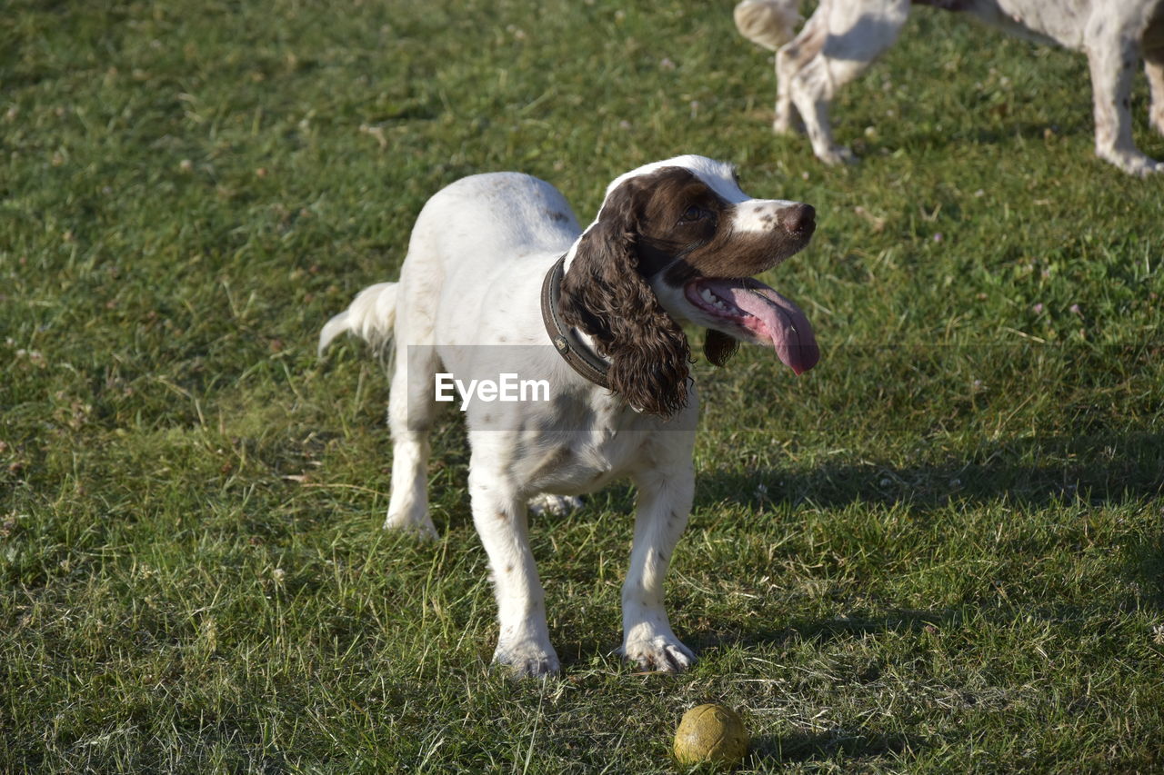DOG LOOKING AWAY ON FIELD
