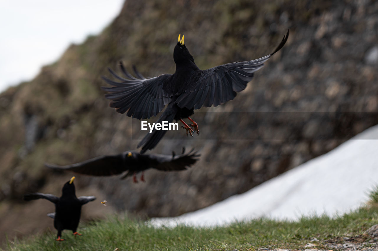 BIRD FLYING IN A SUNLIGHT