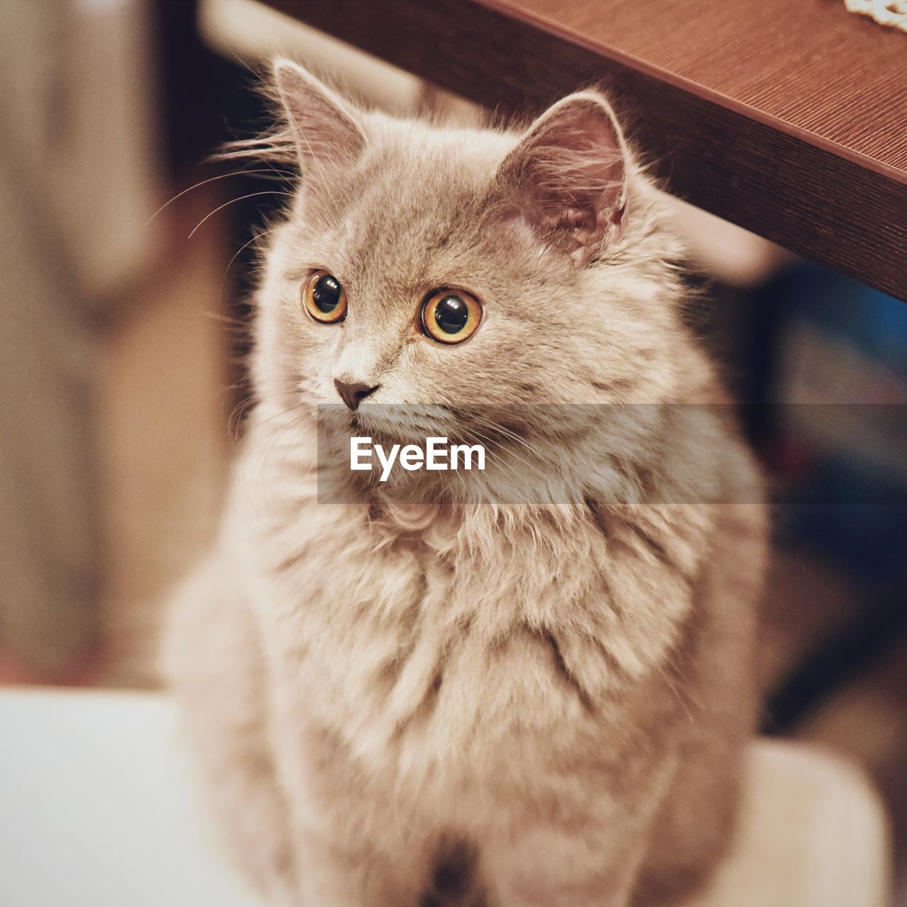 Cat sitting on floor at home