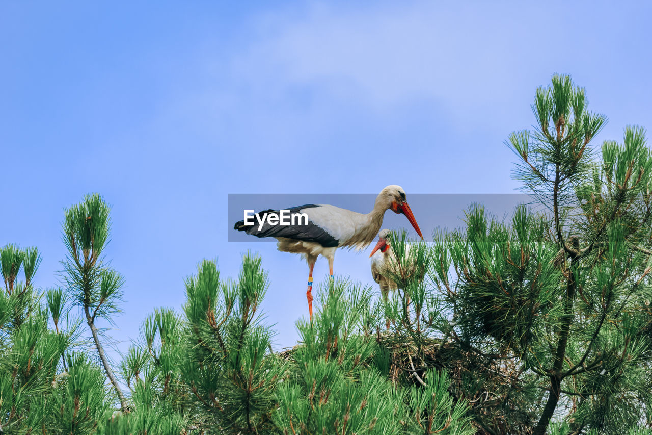 LOW ANGLE VIEW OF BIRDS PERCHING ON TREE AGAINST SKY