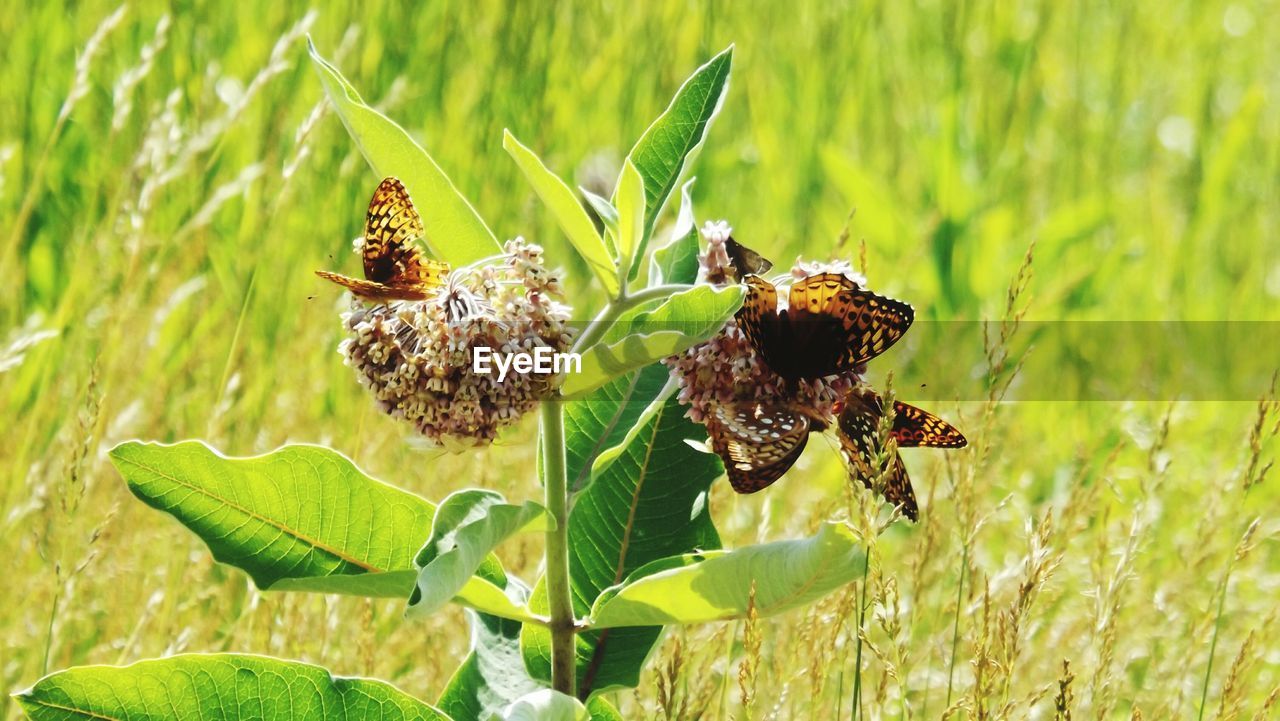 High angle view of butterflies on plant