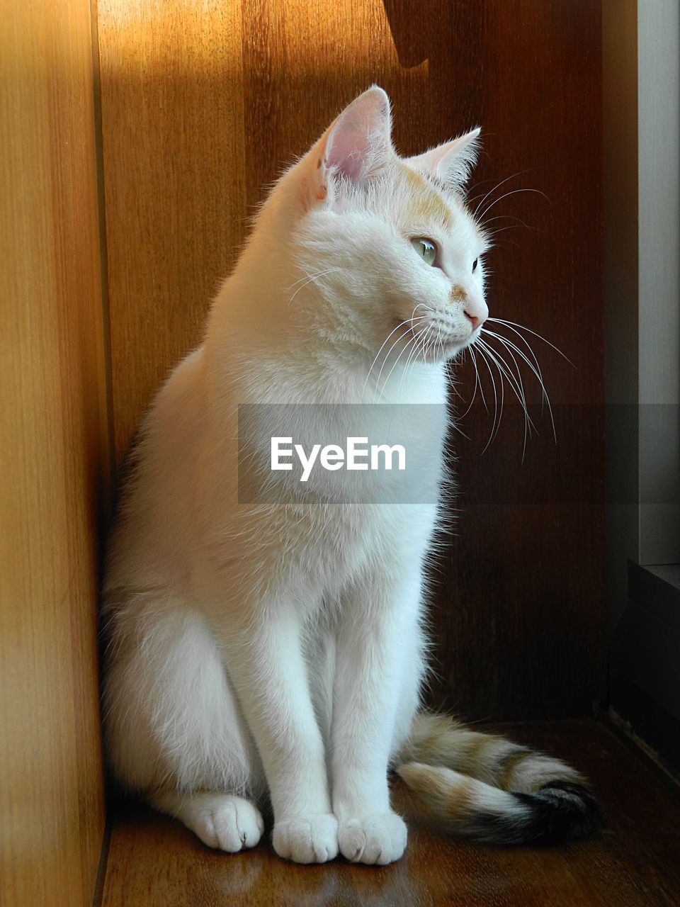 Close-up of cat looking away