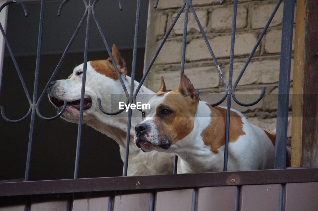 Two lonely bored pitbulls on a balcony, waiting for an owner to come home